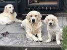 Filename : 3 goldens.jpg
Filesize : 355KB
Dimensions : 1750x1313
Date added : Sep 05, 2019 3 goldens.jpg