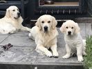 3 goldens.jpg