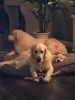 Filename : 6DDBEA83-5C60-42DF-9120-B11FBE3BF052.jpeg
Filesize : 202KB
Dimensions : 1200x1600
Date added : Dec 17, 2017 6DDBEA83-5C60-42DF-9120-B11FBE3BF052.jpeg