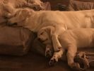 Filename : 72B5A462-B42D-48A4-B7DA-8DD30ED581DE.jpeg
Filesize : 473KB
Dimensions : 1750x1313
Date added : Dec 11, 2017 72B5A462-B42D-48A4-B7DA-8DD30ED581DE.jpeg