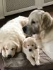 Filename : 89E0C203-8D9D-45C7-BF5F-4C40A40EAAA1.jpeg
Filesize : 252KB
Dimensions : 1200x1600
Date added : Dec 11, 2017 89E0C203-8D9D-45C7-BF5F-4C40A40EAAA1.jpeg