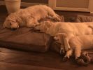 Filename : D6D8B52D-5D70-4B8B-B703-7764098BA4CD.jpeg
Filesize : 612KB
Dimensions : 1750x1313
Date added : Dec 17, 2017 D6D8B52D-5D70-4B8B-B703-7764098BA4CD.jpeg