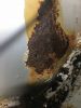 Filename : 95EEDFEC-4554-49D3-9BB5-5208F5B5960C.jpeg
Filesize : 1105KB
Dimensions : 1750x2333
Date added : Jan 12, 2018 95EEDFEC-4554-49D3-9BB5-5208F5B5960C.jpeg