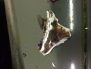 Filename : image~7.jpeg
Filesize : 966KB
Dimensions : 3264x2448
Date added : Dec 22, 2015 image~7.jpeg