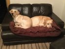 Filename : 288A6B90-5AD5-4A35-A268-FACAA474045C.jpeg
Filesize : 498KB
Dimensions : 1750x1313
Date added : Jan 28, 2018 288A6B90-5AD5-4A35-A268-FACAA474045C.jpeg