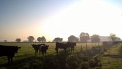 Filename : Beltie WP_20180508_06_38_47_Pro.jpg
Filesize : 199KB
Dimensions : 1306x736
Date added : Jun 11, 2018 Beltie WP_20180508_06_38_47_Pro.jpg