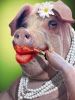 Filename : lipstick-on-a-pig.jpg
Filesize : 39KB
Dimensions : 450x600
Date added : Sep 24, 2018 lipstick-on-a-pig.jpg