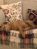 Filename : 02859DC7-1868-4077-9838-C21A2025616D.jpeg
Filesize : 980KB
Dimensions : 1750x2333
Date added : Apr 07, 2020 02859DC7-1868-4077-9838-C21A2025616D.jpeg