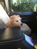 Filename : 5727947E-5BCF-482E-BE73-15A56A4069F9.jpeg
Filesize : 932KB
Dimensions : 1750x2333
Date added : Jul 29, 2019 5727947E-5BCF-482E-BE73-15A56A4069F9.jpeg