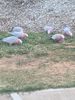 Filename : IMG_1020.JPG
Filesize : 1036KB
Dimensions : 1750x2333
Date added : Dec 22, 2019 IMG_1020.JPG