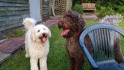 Filename : 20150802_195816.jpg
Filesize : 2335KB
Dimensions : 4128x2322
Date added : Aug 18, 2015 20150802_195816.jpg