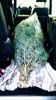 Filename : IMG_20161126_091909.jpg
Filesize : 930KB
Dimensions : 1750x3111
Date added : Nov 26, 2016 IMG_20161126_091909.jpg