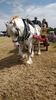 Filename : IMG_20190623_104822.jpg
Filesize : 2499KB
Dimensions : 1750x3111
Date added : Jun 23, 2019 IMG_20190623_104822.jpg