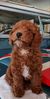 Filename : dog+1.JPG
Filesize : 129KB
Dimensions : 719x1421
Date added : Oct 17, 2021 dog+1.JPG