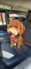 Filename : dog+1~0.JPG
Filesize : 76KB
Dimensions : 427x932
Date added : Sep 16, 2022 dog+1~0.JPG