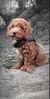 Filename : dog+3.JPG
Filesize : 194KB
Dimensions : 731x1447
Date added : Oct 17, 2021 dog+3.JPG