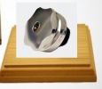 Filename : plinth.JPG
Filesize : 11KB
Dimensions : 308x267
Date added : Jan 12, 2017 plinth.JPG