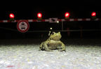 Filename : Erdkroete_vor_Schranke__Thomas_Heiduck.jpg
Filesize : 443KB
Dimensions : 1673x1154
Date added : Sep 07, 2023 Erdkroete_vor_Schranke__Thomas_Heiduck.jpg