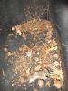Filename : mardernest.jpeg
Filesize : 226KB
Dimensions : 600x800
Date added : Aug 08, 2016 mardernest.jpeg