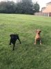 Filename : IMG_2308.JPG
Filesize : 1448KB
Dimensions : 1750x2333
Date added : Oct 13, 2017 IMG_2308.JPG