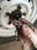 Filename : IMG_20170312_134921.jpg
Filesize : 540KB
Dimensions : 1750x2333
Date added : Mar 12, 2017 IMG_20170312_134921.jpg