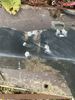 Filename : 78493E4D-E8C4-41E5-B7F8-A7CBB4330B29.jpeg
Filesize : 1479KB
Dimensions : 1750x2333
Date added : Nov 16, 2021 78493E4D-E8C4-41E5-B7F8-A7CBB4330B29.jpeg