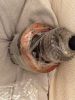 Filename : image~27.jpg
Filesize : 239KB
Dimensions : 720x960
Date added : Jan 03, 2017 image~27.jpg
