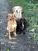 Filename : 1C462012-88B0-4CE2-ACED-43604B9F45DE.jpeg
Filesize : 1750KB
Dimensions : 1750x2333
Date added : Nov 30, 2020 1C462012-88B0-4CE2-ACED-43604B9F45DE.jpeg
