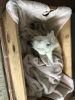 Filename : 5752B20B-C7D8-4F2C-8462-95F8D941E3B3.jpeg
Filesize : 1407KB
Dimensions : 1750x2333
Date added : Mar 18, 2018 5752B20B-C7D8-4F2C-8462-95F8D941E3B3.jpeg