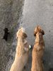 Filename : 77F83B7F-B81A-4C37-9894-FE8FDD128348.jpeg
Filesize : 1602KB
Dimensions : 1750x2333
Date added : Apr 19, 2020 77F83B7F-B81A-4C37-9894-FE8FDD128348.jpeg
