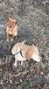 Filename : F4FCF980-D0AD-4C25-B276-73D842D1C829.jpeg
Filesize : 2835KB
Dimensions : 1750x3109
Date added : Oct 27, 2018 F4FCF980-D0AD-4C25-B276-73D842D1C829.jpeg