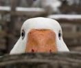 Filename : peeking-duck.jpg
Filesize : 9KB
Dimensions : 281x237
Date added : Nov 10, 2016 peeking-duck.jpg