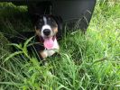 Filename : IMG_0557_.jpg
Filesize : 402KB
Dimensions : 1632x1224
Date added : Mar 07, 2017 IMG_0557_.jpg