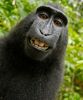 Filename : Macaques-monkey-self-portrait-500x602.jpg
Filesize : 86KB
Dimensions : 500x602
Date added : May 25, 2016 Macaques-monkey-self-portrait-500x602.jpg