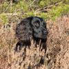 Filename : Pepper2.jpg
Filesize : 203KB
Dimensions : 1080x1080
Date added : Nov 20, 2019 Pepper2.jpg