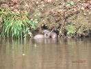 Filename : IMG_1080.JPG
Filesize : 336KB
Dimensions : 1500x1125
Date added : Jun 18, 2017 IMG_1080.JPG