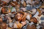 snails.png