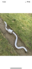 Filename : CD2F2817-2B07-4C55-98A3-D5A3FECA9E09.png
Filesize : 5314KB
Dimensions : 828x1792
Date added : Mar 10, 2022 CD2F2817-2B07-4C55-98A3-D5A3FECA9E09.png