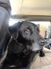 Filename : IMG_0365.JPG
Filesize : 848KB
Dimensions : 1750x2333
Date added : Apr 23, 2017 IMG_0365.JPG
