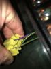 Filename : IMG_6985.JPG
Filesize : 492KB
Dimensions : 1750x2333
Date added : May 03, 2017 IMG_6985.JPG