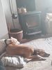 Filename : Happy dogs.jpg
Filesize : 587KB
Dimensions : 1750x2333
Date added : Jan 11, 2021 Happy dogs.jpg