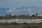 Filename : flamingos.JPG
Filesize : 212KB
Dimensions : 1734x1153
Date added : Oct 20, 2019 flamingos.JPG