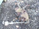 Filename : 100_5974.JPG
Filesize : 832KB
Dimensions : 1750x1317
Date added : Nov 06, 2017 100_5974.JPG