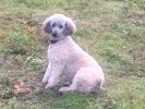 Filename : IMG_0573~0.JPG
Filesize : 429KB
Dimensions : 1750x1312
Date added : Oct 28, 2017 IMG_0573~0.JPG