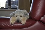 Filename : _DSC0199.JPG
Filesize : 1377KB
Dimensions : 1750x1170
Date added : Sep 27, 2018 _DSC0199.JPG