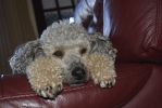Filename : _DSC0200.JPG
Filesize : 1193KB
Dimensions : 1750x1170
Date added : Sep 27, 2018 _DSC0200.JPG