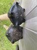 Filename : IMG_7155.jpeg
Filesize : 1057KB
Dimensions : 1750x2333
Date added : Jul 21, 2024 IMG_7155.jpeg