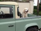 Filename : IMG_0313.JPG
Filesize : 696KB
Dimensions : 1750x1307
Date added : Mar 15, 2018 IMG_0313.JPG
