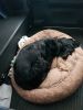 Filename : 20180101_142734.jpg
Filesize : 1404KB
Dimensions : 1750x2333
Date added : Jan 01, 2018 20180101_142734.jpg