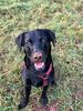 Filename : Cooper.jpg
Filesize : 1610KB
Dimensions : 1750x2333
Date added : Dec 21, 2020 Cooper.jpg